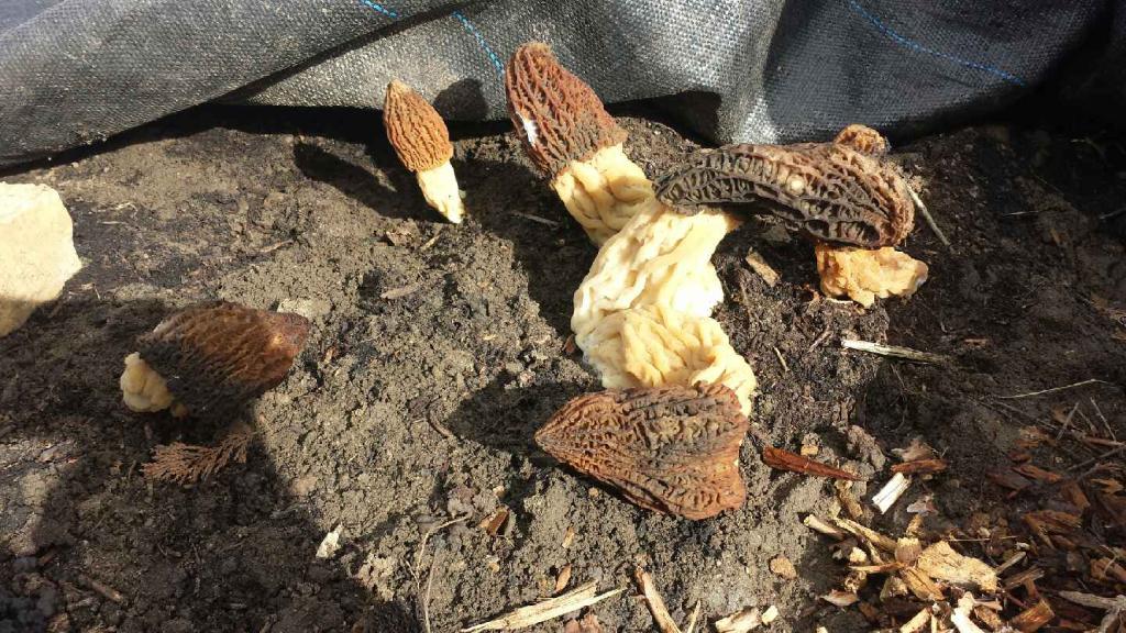 Mysterious Morels East Ward Allotment Association